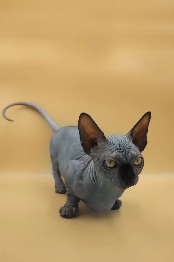 Hairless gray Maddie Bambino Kitten with big ears and unique short legs