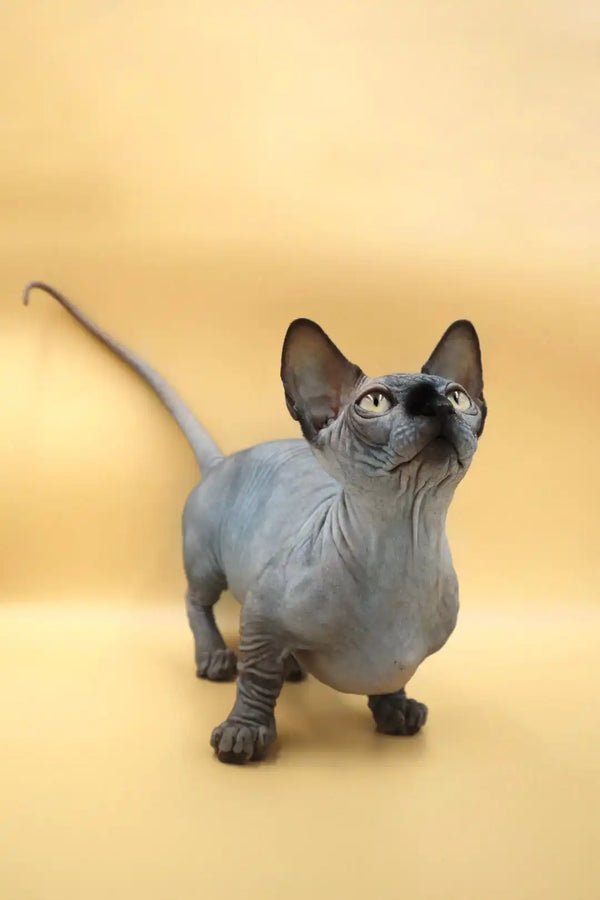 Beautiful black Bambino kitten with unique short legs, large ears, and adorable wrinkles