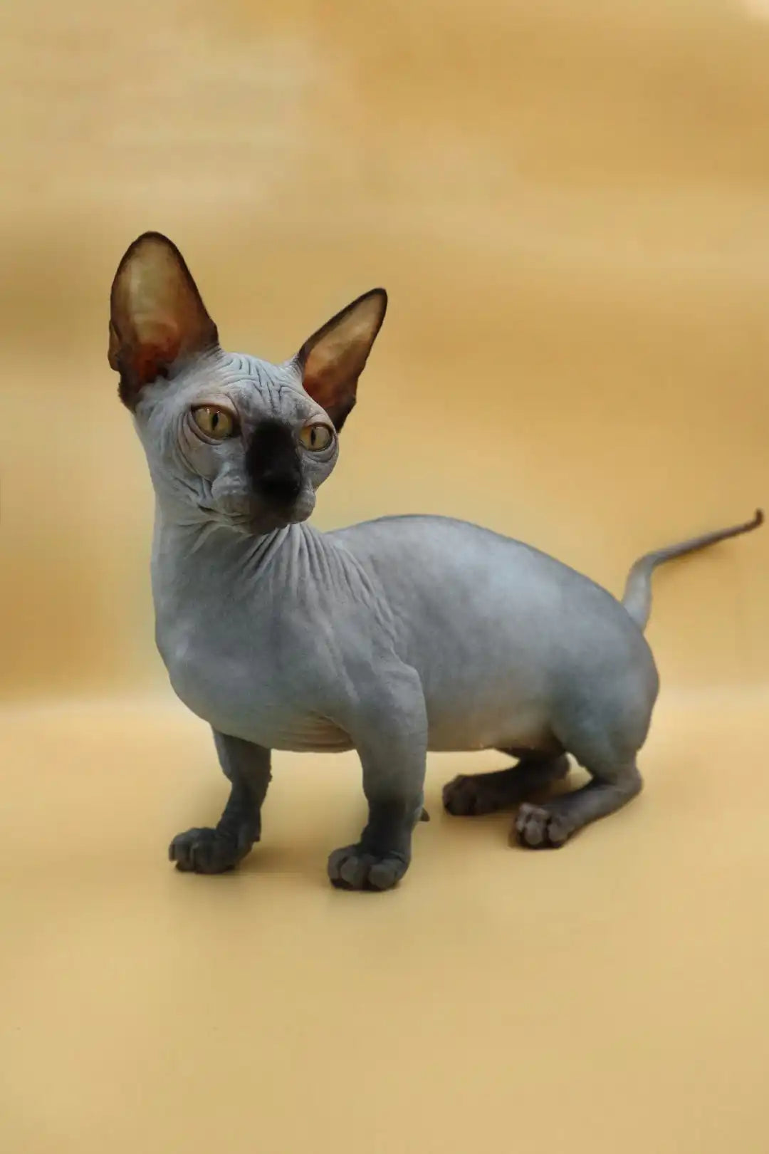 Hairless Sphynx Cats & Kittens for Sale Maddie| Bambino