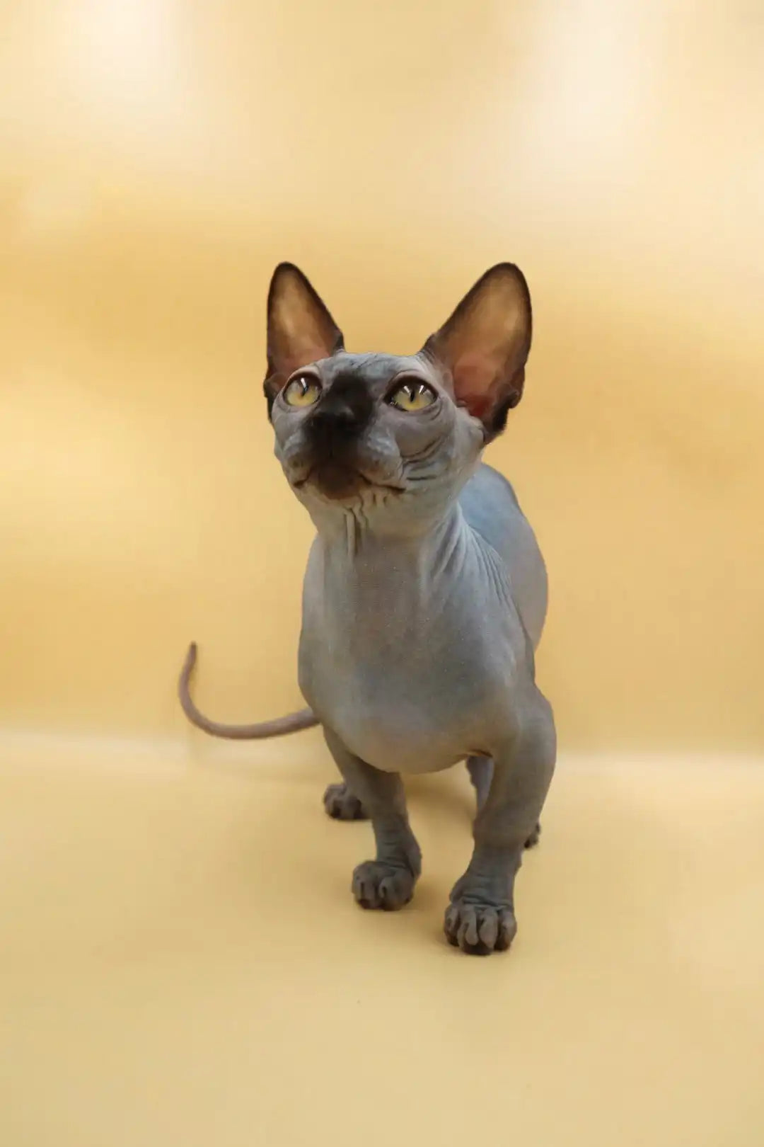 Hairless Sphynx Cats & Kittens for Sale Maddie| Bambino