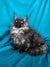 Fluffy gray Maine Coon kitten with bright eyes perfect for Madonna | Maine Coon kitten