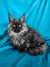 Long-haired black and gray Maine Coon kitten with bright yellow eyes, perfect for cat lovers