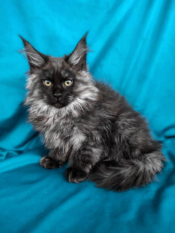 Long-haired gray Maine Coon kitten with striking green eyes in Madonna product