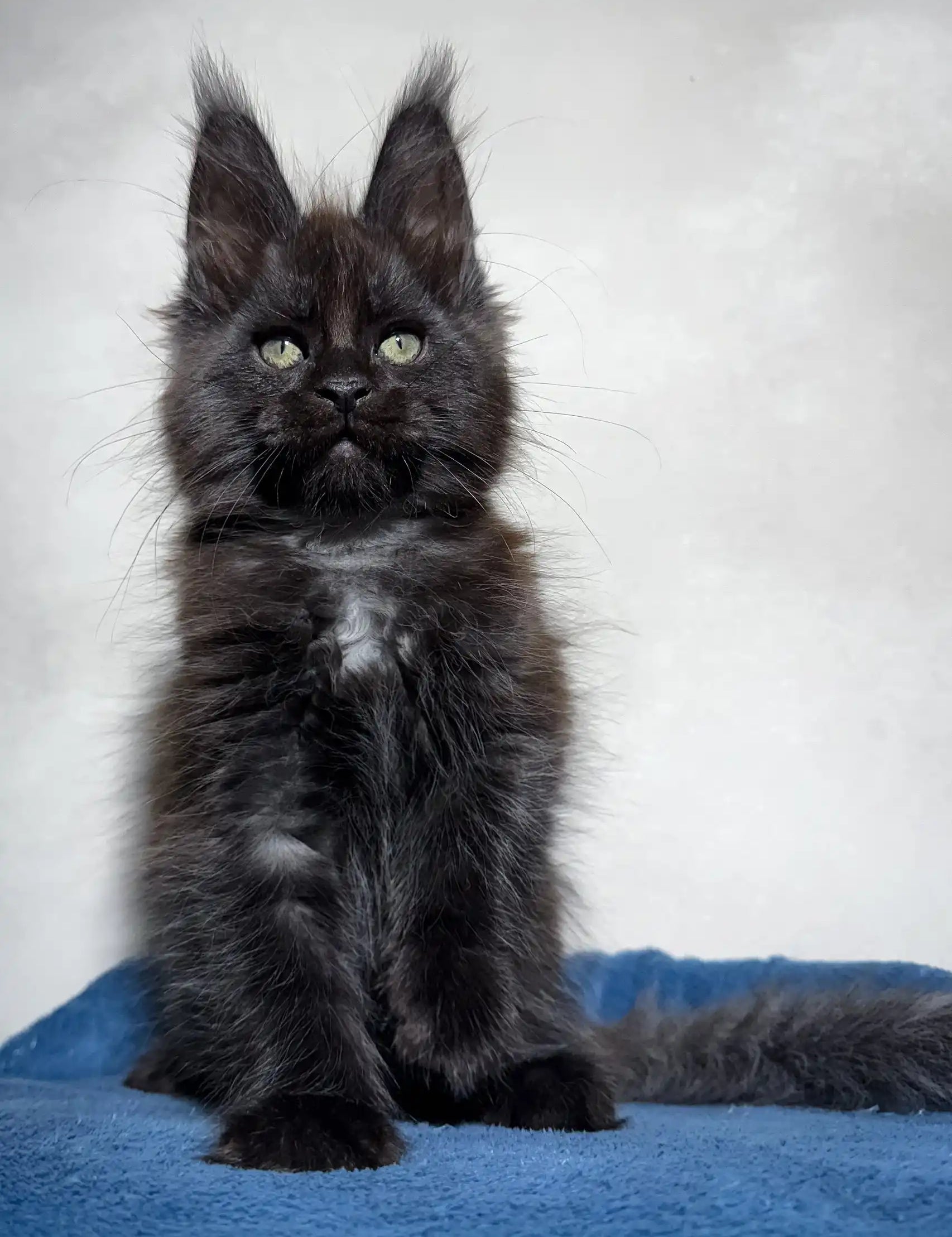 Adorable Black Maine Coon kitten in the Maestro product line for cat lovers