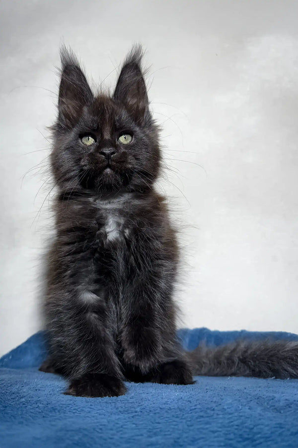 Adorable Black Maine Coon kitten in the Maestro product line for cat lovers