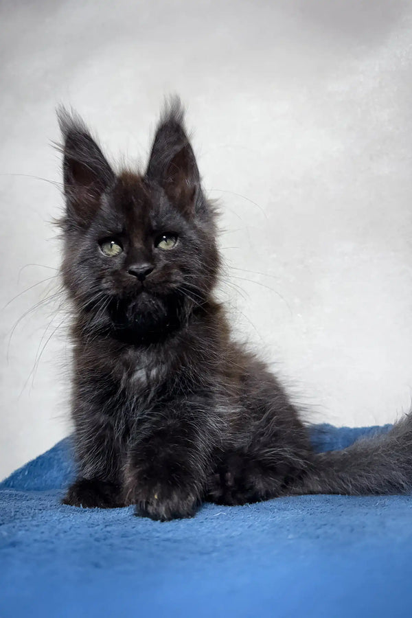 Cute Black Maine Coon kitten from the Maestro collection for adorable pet lovers