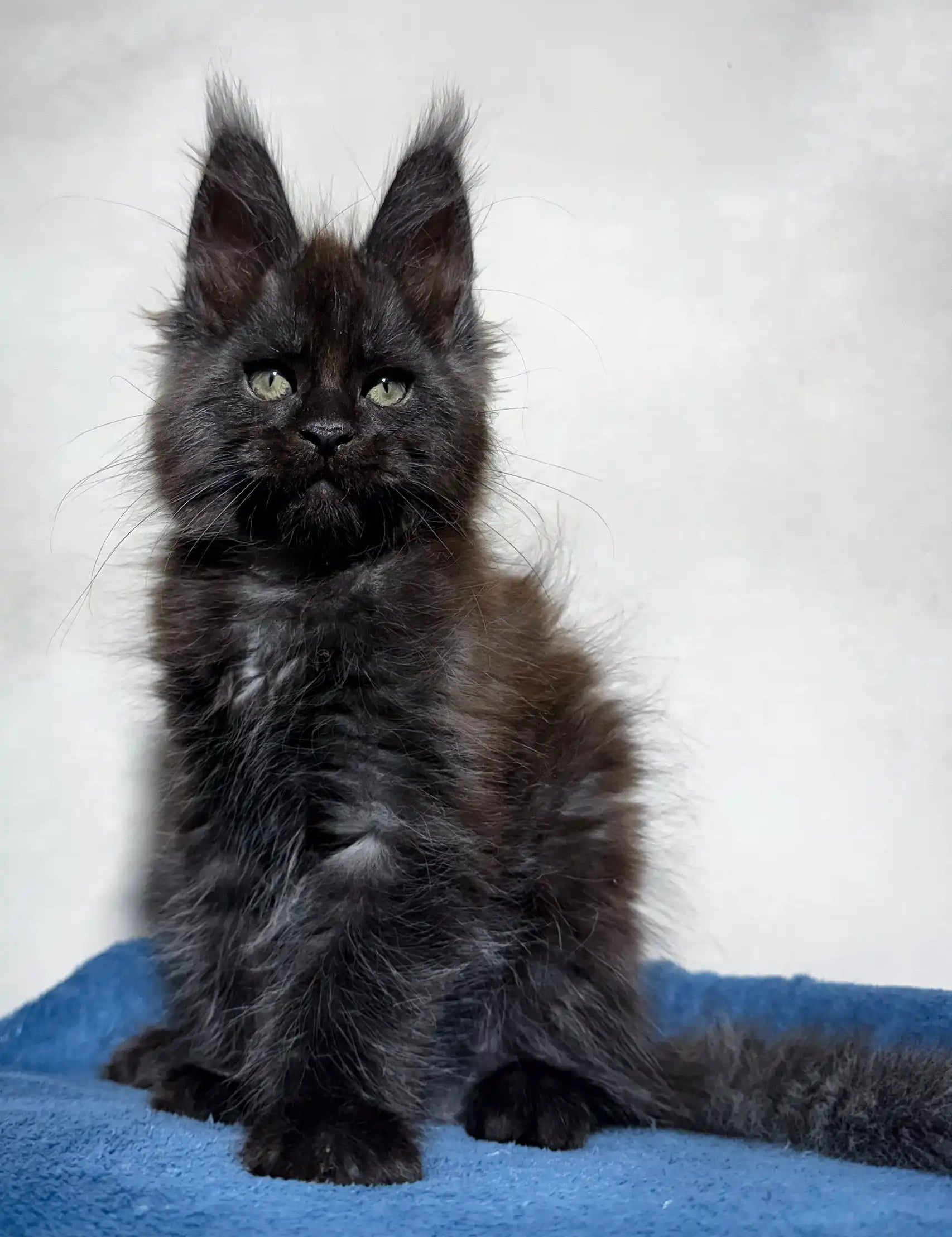 Adorable Black Maine Coon kitten from the product Maestro | Maine Coon Kitten