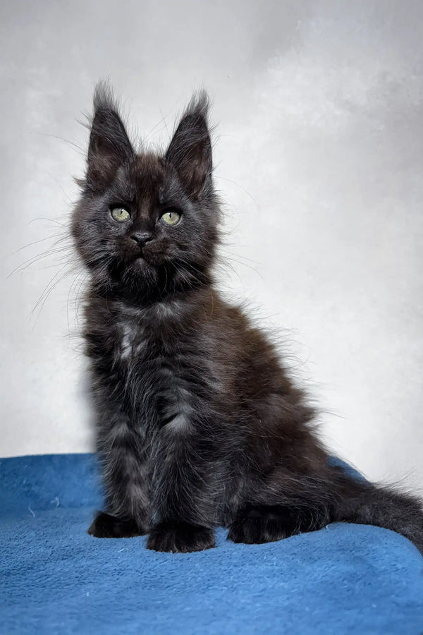 Cute Black Maine Coon kitten from Maestro, perfect for cuddles and playtime