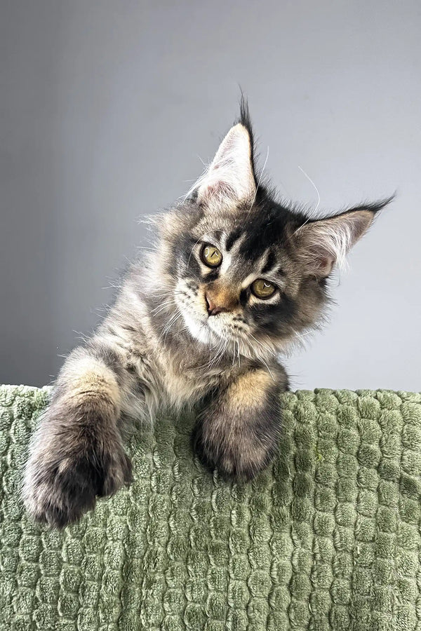 Maestro | polydactyl maine coon kitten