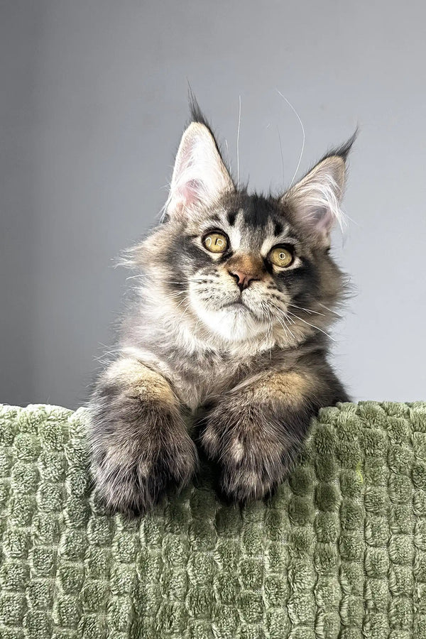 Maestro | polydactyl maine coon kitten