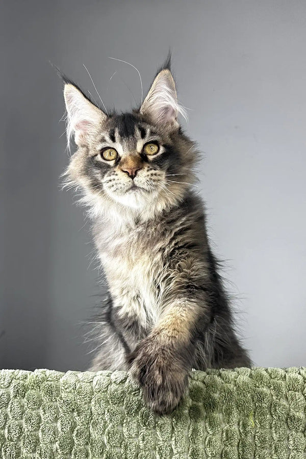 Maestro | polydactyl maine coon kitten