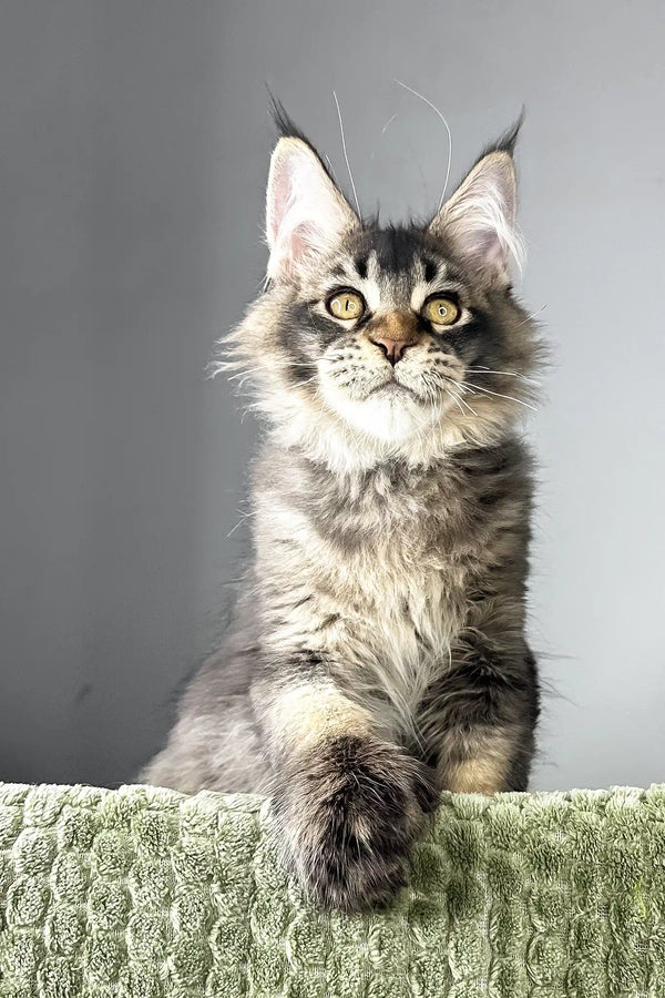 Maestro | polydactyl maine coon kitten