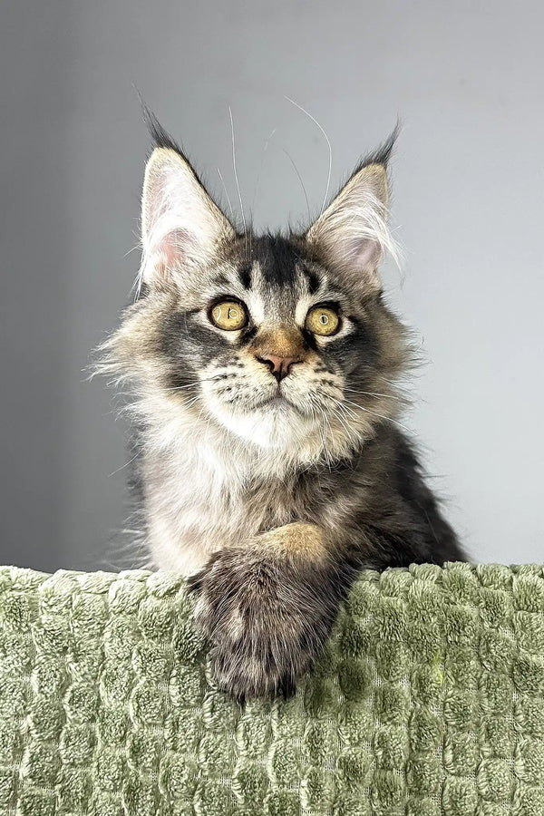 Maestro | polydactyl maine coon kitten