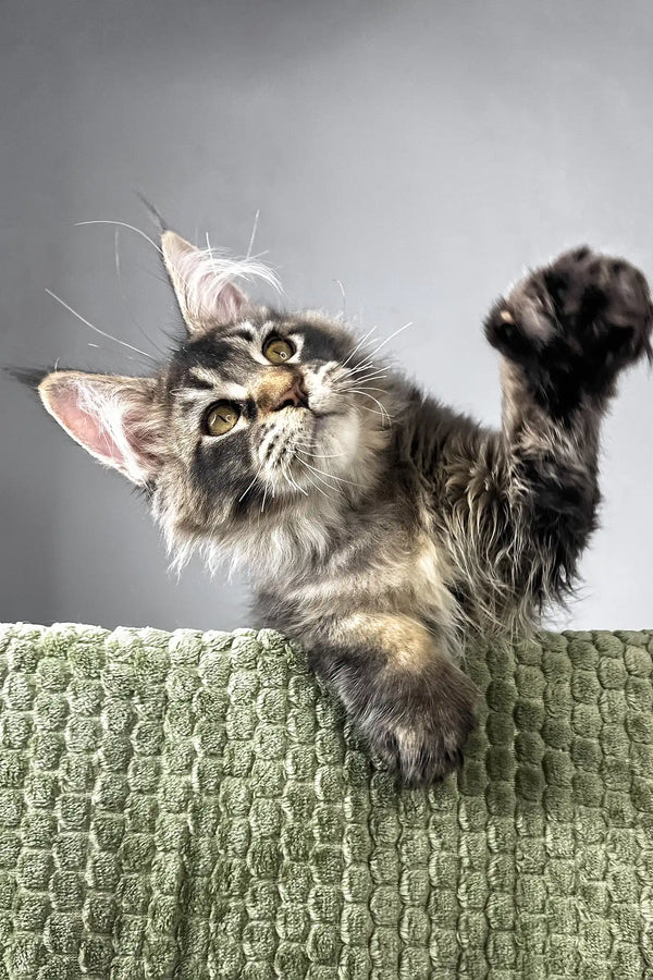 Maestro | polydactyl maine coon kitten