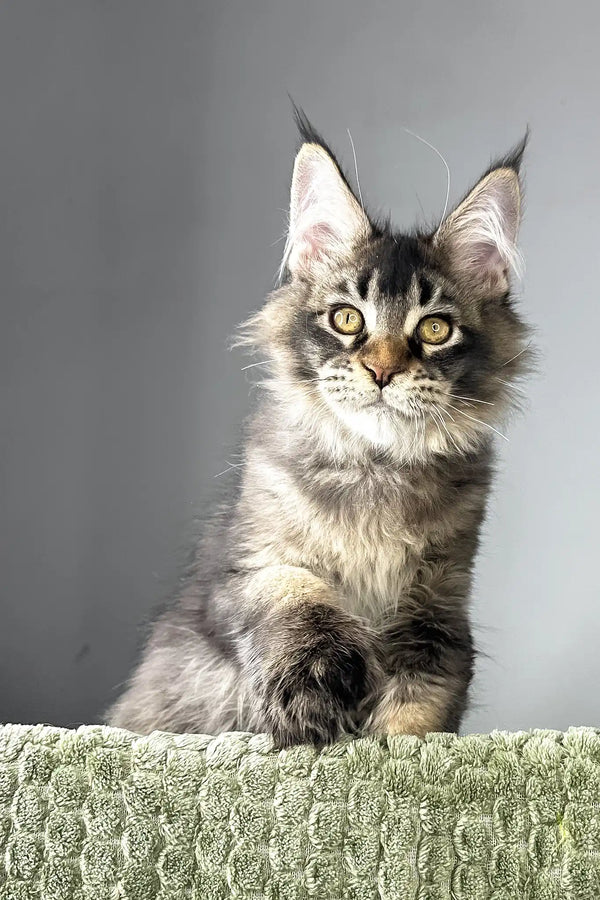 Maestro | polydactyl maine coon kitten