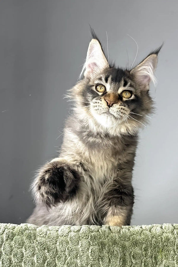 Maestro | polydactyl maine coon kitten