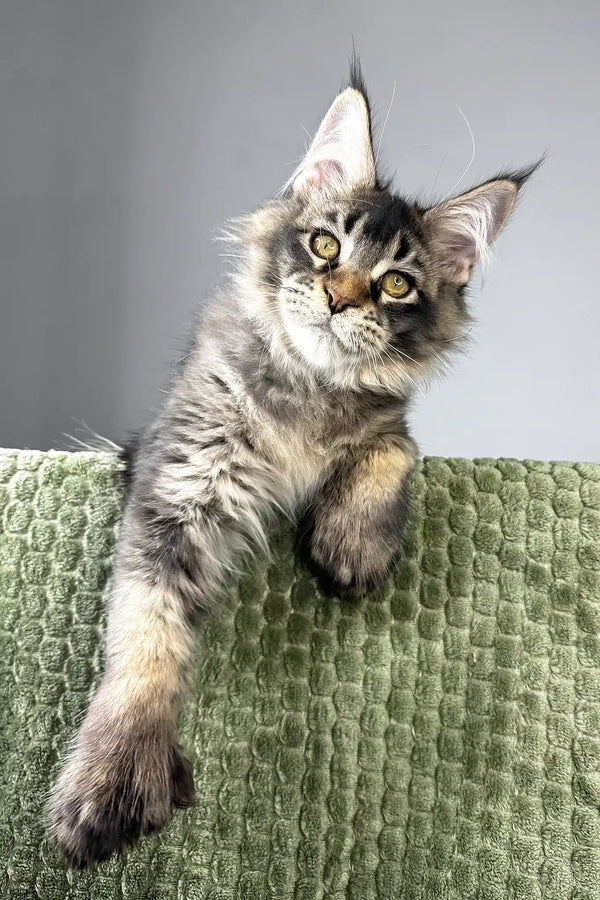 Maestro | polydactyl maine coon kitten