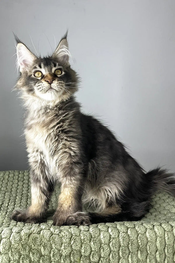 Maestro | polydactyl maine coon kitten
