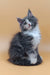 Fluffy gray and white kitten from Mafia Maine Coon Kitten collection