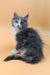 Fluffy gray and white kitten from Mafia Maine Coon Kitten collection