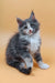 Adorable gray and white Maine Coon kitten named Mafia, ready for cuddles and play