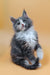 Adorable gray and white Maine Coon kitten named Mafia ready for a new home