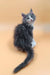 Gray and white Maine Coon kitten named Mafia with a fluffy tail