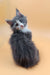 Gray and white Maine Coon kitten named Mafia looking super cute and playful