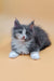 Gray and white Maine Coon kitten with tufted ears named Mafia, super cute and playful