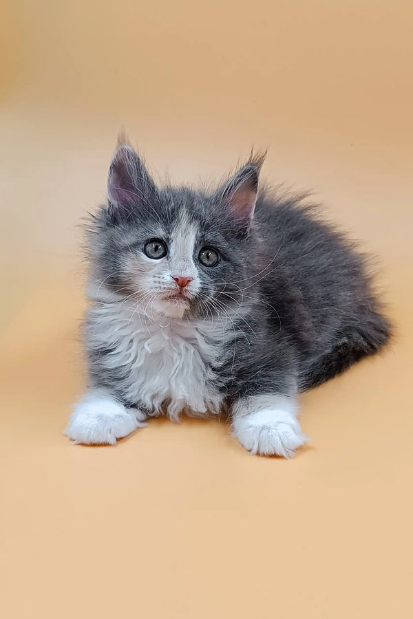 Gray and white Maine Coon kitten with tufted ears named Mafia, super cute and playful