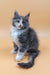 Adorable gray and white Maine Coon kitten from Mafia collection, perfect for cuddles