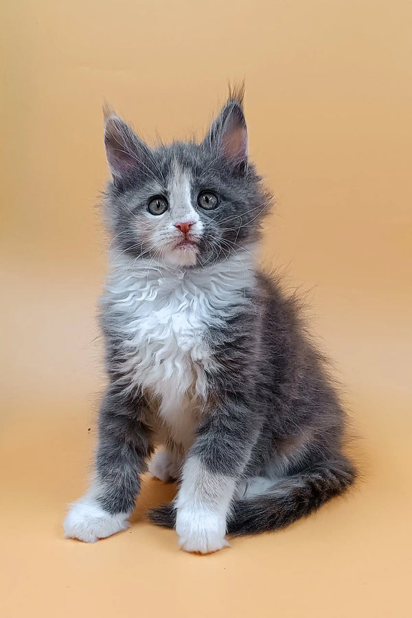 Cute gray and white kitten from Mafia Maine Coon Kitten collection