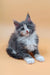 Adorable gray and white Maine Coon kitten named Mafia ready for a new home