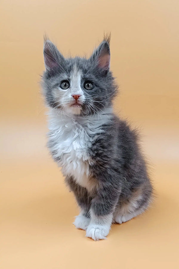 Gray and white fluffy kitten from Mafia Maine Coon Kitten product line