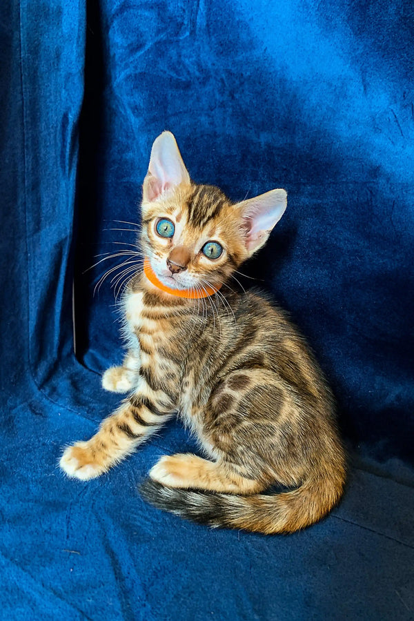 Bengal kitten Maggie with gorgeous green eyes and unique tabby patterns