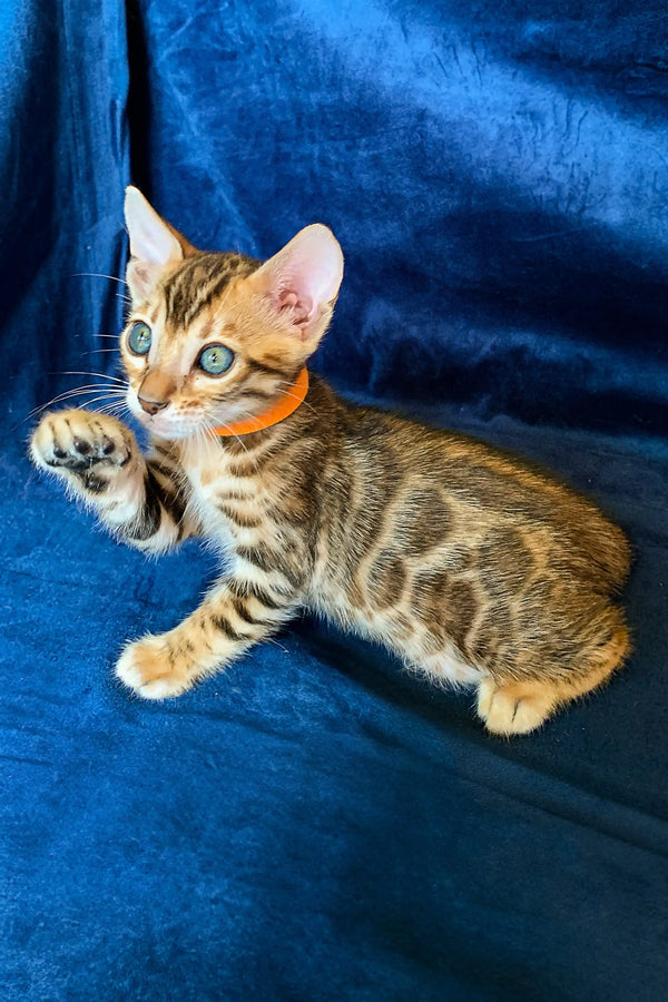 Bengal kitten Maggie with blue eyes and spotted coat playfully raising her paw