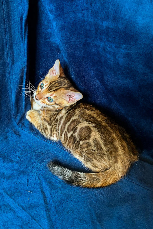 Bengal kitten Maggie with stunning blue eyes and unique tabby markings