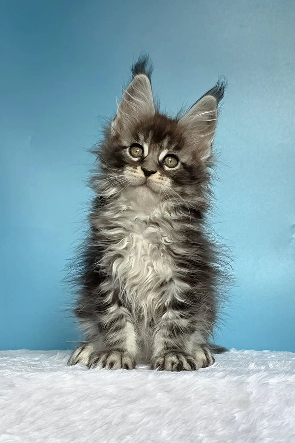 Magia | maine coon kitten
