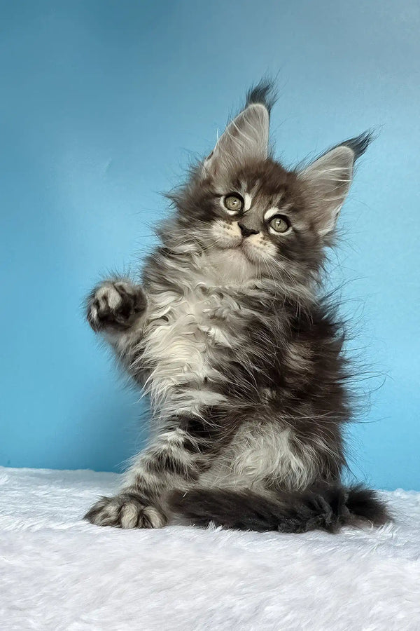 Magia | maine coon kitten