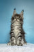 Magia | maine coon kitten