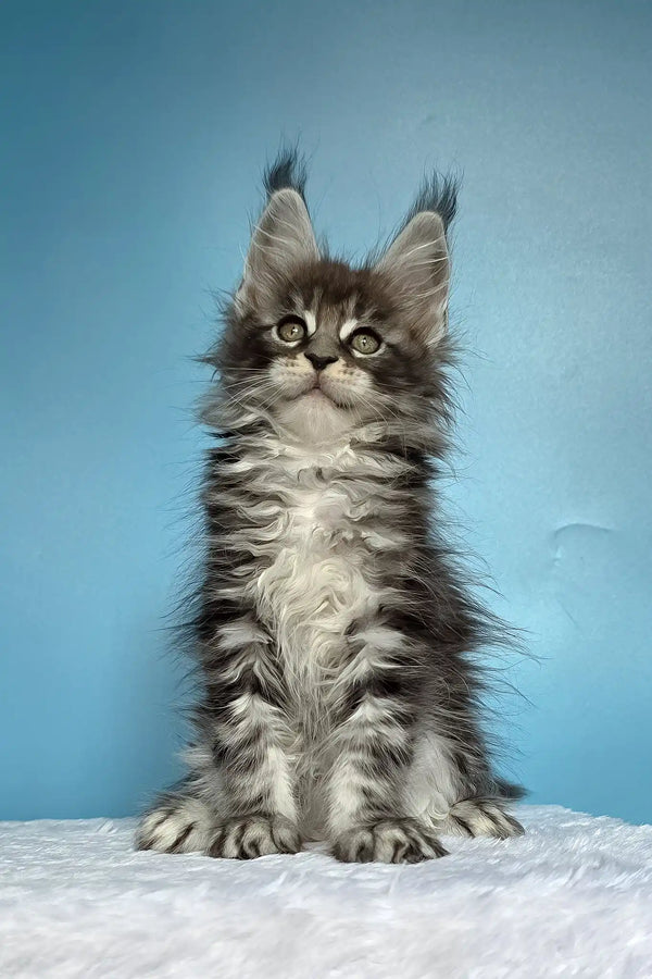 Magia | maine coon kitten