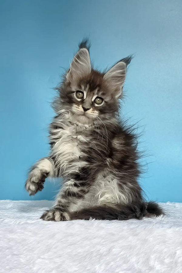 Magia | maine coon kitten