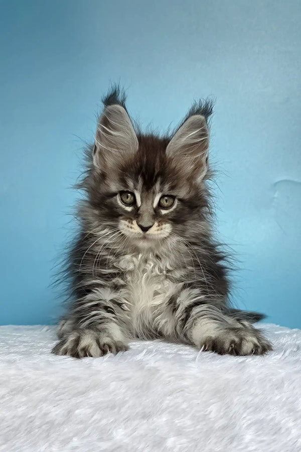 Magia | maine coon kitten