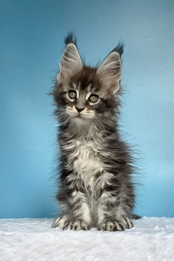 Magia | maine coon kitten