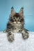 Magia | maine coon kitten