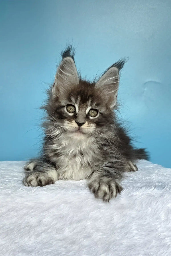 Magia | maine coon kitten