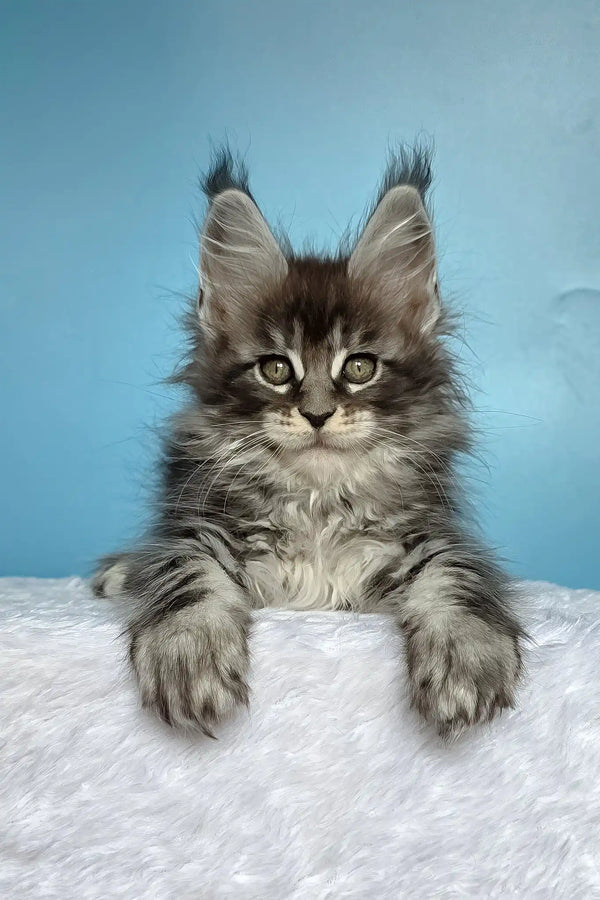 Magia | maine coon kitten