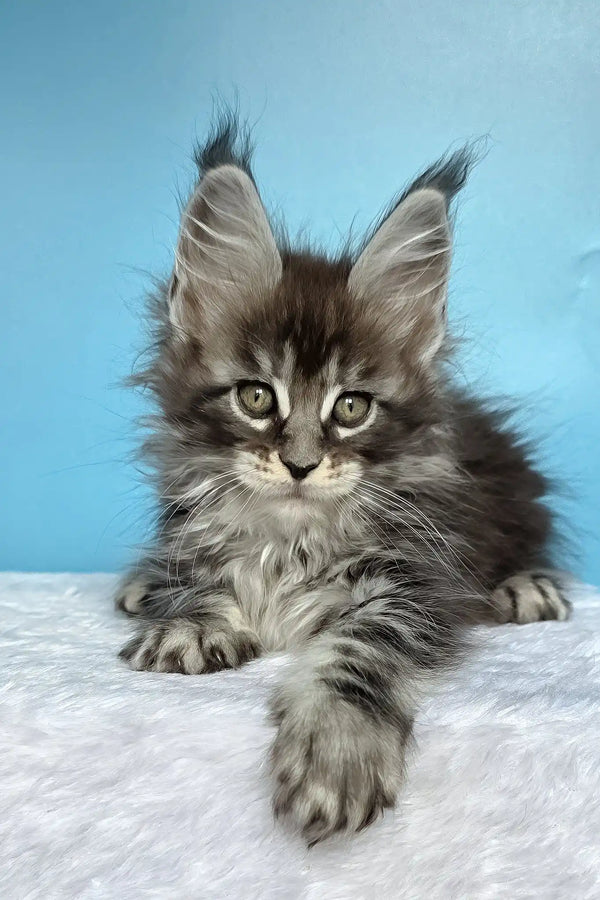 Magia | maine coon kitten
