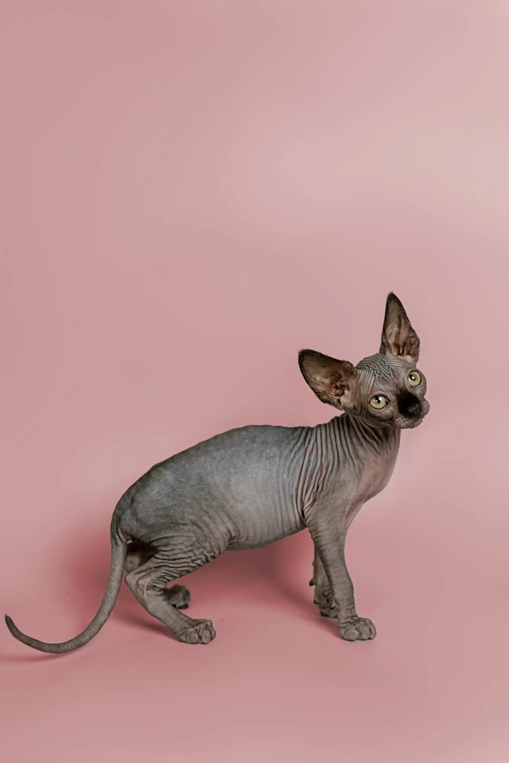 Hairless Sphynx Cats & Kittens for Sale Magic | Kitten