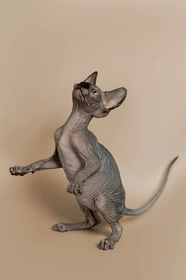 Hairless Sphynx kitten standing on hind legs, paw raised for the Magic Sphynx Kitten product